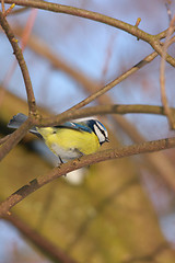 Image showing blue tit