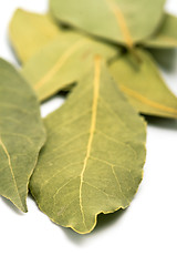 Image showing bay leaves