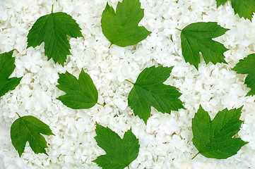 Image showing Guelder rose blossoms and leaves - background