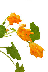 Image showing Squash flower and leaves isolated on white