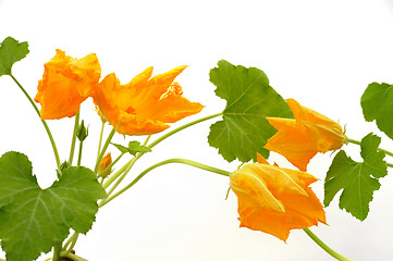 Image showing Squash flower and leaves isolated on white