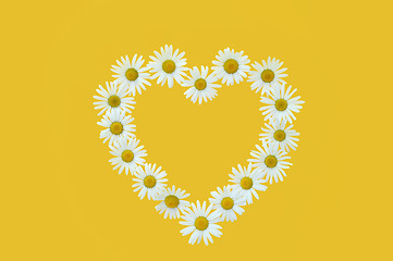 Image showing Daisy in love shape over yellow background