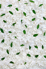 Image showing Guelder rose blossoms and myrtle leaves - background