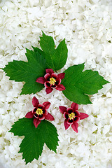 Image showing Guelder rose and columbine  blossoms - background