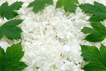 Image showing Guelder rose blossoms and leaves - background