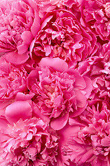 Image showing Peony flower heads - background