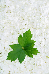 Image showing Guelder rose blossoms and leaves - background