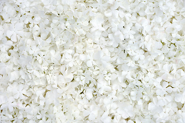 Image showing Guelder rose blossoms - background