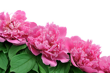 Image showing Peony over white background