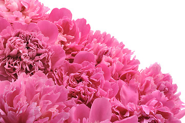 Image showing Peony over white background