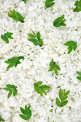 Image showing Guelder rose blossoms and myrtle leaves - background