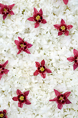 Image showing Guelder rose and columbine  blossoms - background