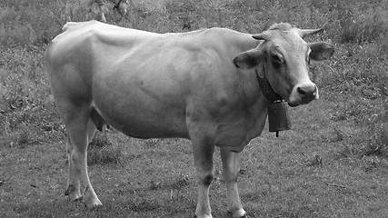 Image showing Cow cattle