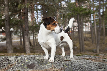 Image showing Jack Russell Terrier