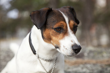 Image showing Jack Russell Terrier