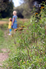 Image showing Walking