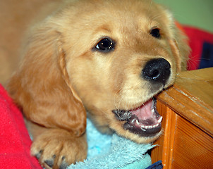 Image showing Dog gnawing wooden step