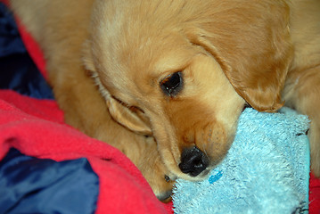 Image showing Dog gnawing a slipper