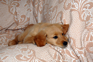 Image showing Small dog lying on sofa