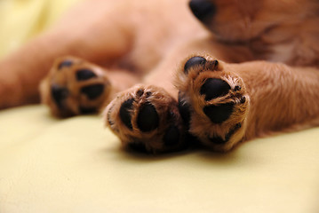 Image showing Paws of sleeping puppy