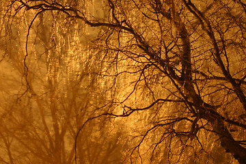 Image showing winter tree