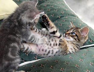 Image showing Kittens playing