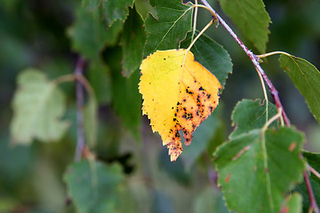 Image showing First sign of autumn