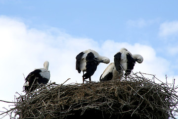 Image showing Storks