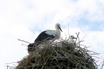 Image showing Storks