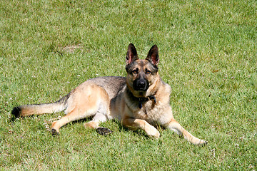 Image showing Shepherd-dog