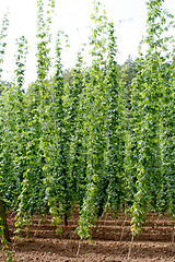 Image showing Hop field