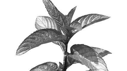 Image showing Peppermint isolated