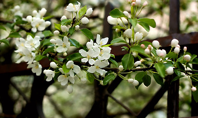 Image showing Branch of the flowering apple tree