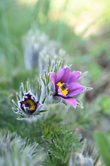 Image showing violet flower