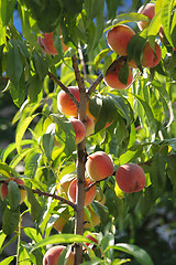 Image showing peach tree