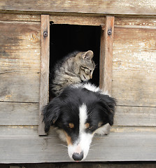 Image showing cat and dog at home