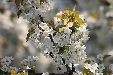 Image showing spring apple tree 