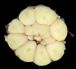 Image showing garlic