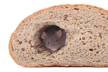 Image showing mouse and bread