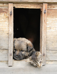 Image showing cat and dog at home