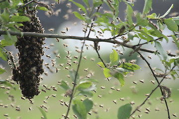 Image showing bee cluster