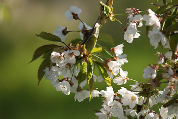 Image showing spring apple tree flowers