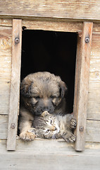 Image showing cat and dog at home