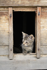 Image showing cat at home