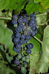 Image showing red grapes