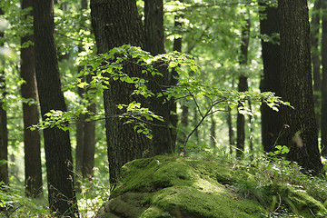 Image showing spring forest