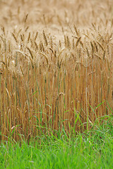 Image showing golden corn background