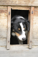 Image showing dog at home