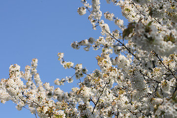 Image showing spring apple tree 