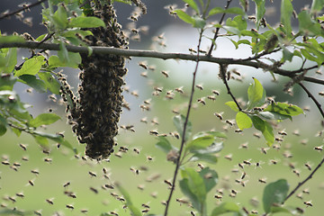 Image showing bee cluster